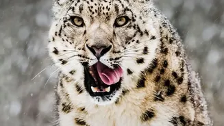 Ladakh's Snow Leopard Safari: What Makes Ladakh's Newly Launched Safari Distinctive