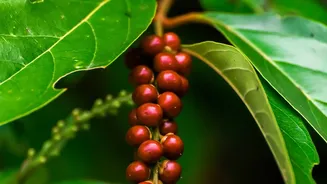 Monsoon Escapes In Coorg Coffee Plantations Offer Peaceful Retreats For Off Season Slow Travellers