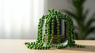 Beginner Plant Parents Are Growing Trailing Jade In Glass