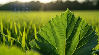 Quantum Leaps: Revolutionizing Agriculture