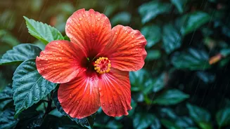 Hibiscus Makes Rainy Gardens Look Festive