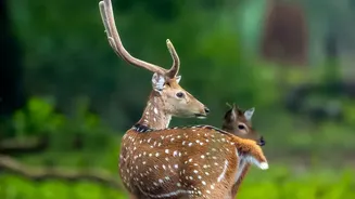 Ranthambore's New Booking-Season Surge: What Readers Should Know About Zone Rules And Availability