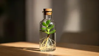 Jade Plant Apothecary Bottle Propagation Is Hottest Desk Trend