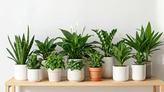 8 Plants to Invite Good Vibes into Your Home