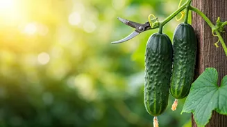 Unlock Bountiful Harvests: Expert Tips for Pruning Your Cucumber Plants