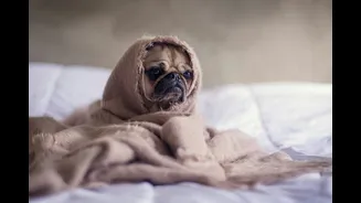Braquicefalia: os riscos e cuidados com pets de “cara achatada”