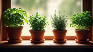 4 Easy Herbs To Grow In Low-Light Windowsills Now