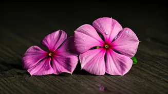 Sadabahar: The Indian Garden Secret for Hair Growth?