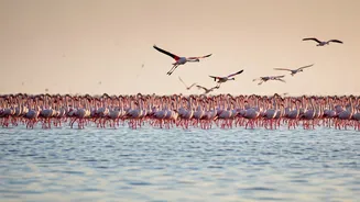 Navi Mumbai's Pink Spectacle: Your Guide to Witnessing Migratory Flamingos