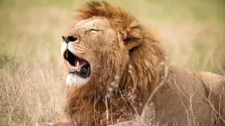 Barda Sanctuary Asiatic Lions: Six Radio-Collared Lions Offered Clues About Their Range