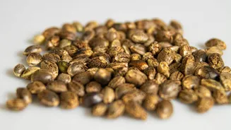 Hemp seeds: A simple superfood for everyday health
