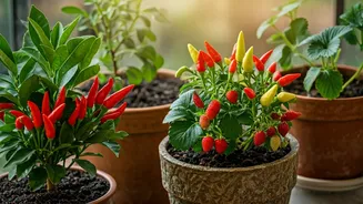 Fruit-Growing At Home Feels Surprisingly Achievable