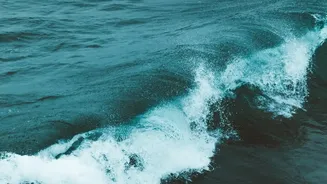 The New Ocean Iron Study Brings Fresh Clues About Climate Solutions With Side Effects