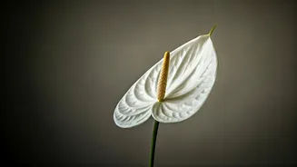 Beautiful White Anthuriums Trend As Newest Plant Parent Aesthetic Obsession