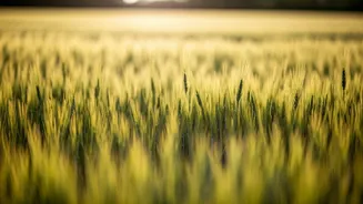 A Regenerative Agri-Mission: A Path Forward