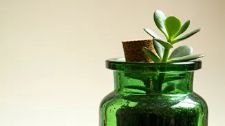 Recycled Tinted Glass Apothecary Jars Make Perfect Jade Planters