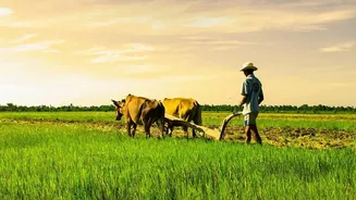 What India's Weak Monsoon Means For Farmers And Food Shoppers