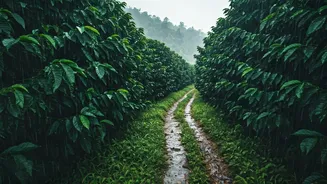 Rainy Coorg Gives Couples Quiet, Green Privacy