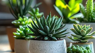 Drainage Still Matters Even When A Planter Is Decorative Makes Grouped Ceramic Pots Can Create A More Cohesive Indoor Display More Relevant