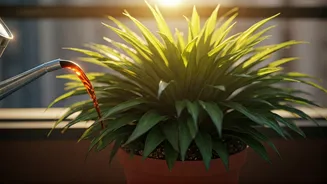 Liquid Seaweed Concentrate Keeps Balcony Foliage Hydrated During Hot Afternoons
