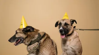 Throw your pet a fun party without breaking the bank