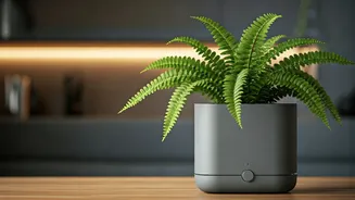 Shift Delicate Ferns To Self-Watering Pots To Combat Indoor AC