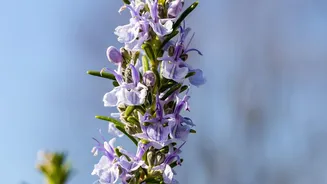 Rare Neelakurinji Flowers Return To Munnar In A Major 2026 Bloom: The Current Debate In Context