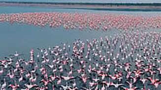 Rajasthan Turns Pink As Over 2 Lakh Flamingos Paint Jaipur's Sambhar Salt Lake – Watch
