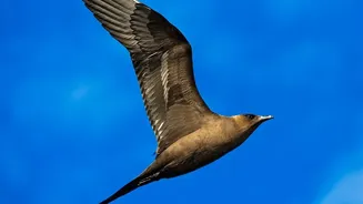 How Migratory Birds Combine Magnetic Compass Signals With Celestial Light Navigation Systems