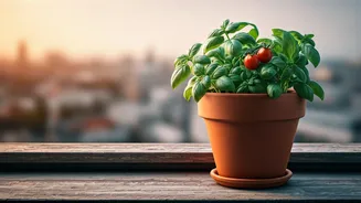 Homegrown Food Starts With One Balcony Pot