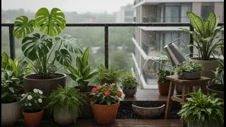 Rainy Season Plant Care Starts With Better Balcony Water Management