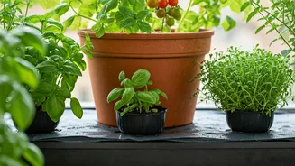 Self Watering Mats Keep Balcony Kitchen Gardens Lush Effortlessly Now