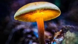 Neither Vegetable Is Universally Better: Mushroom Vitamin D Depends On Light Exposure And Processing
