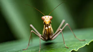 Praying Mantises: Stealthy Hunters of the Insect World