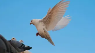 Noticing City Wildlife: Why Seasonal Temperature Drops Bring Birds To Sunny Rooftops