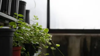 How AI helps your plants grow healthy