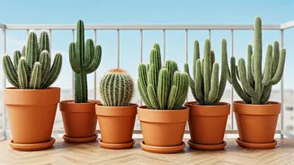 7 Balcony-Friendly Cacti: Bring Nature Home!