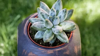 A Closer Home-Design Look At Choosing Plants For Future Water Use Through The Low-Water Gardening Shift