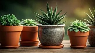Why Urban Renters Choose Earthenware Over Plastic Plants Decor
