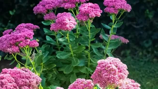 The Low-Water Gardening Shift Puts Choosing Plants For Future Water Use In Focus At Home
