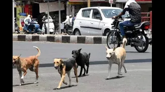 'Cat-And-Mouse Game' During Dog Debate? SC’s Lighter Moment In Stray Animal Case