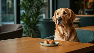 Urban Hangouts Are Becoming More Pet Inclusive