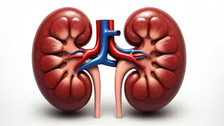 Hydration Is Key For Healthy Kidneys