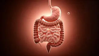 Post-Meal Walks: Myth vs. Reality for Your Digestion