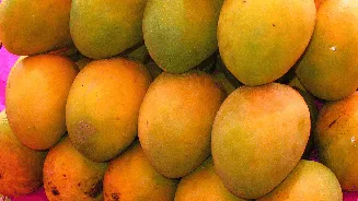 Alphonso mango production crashes in Maharashtra due to extreme weather