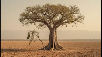 Drought Risk Across Tall And Small Tropical Trees: Understanding Hydraulic Traits, Xylem Function And Drought Experiments Without The Jargon