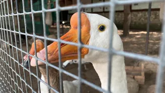 O que é foie gras e por que iguaria pode ser proibida no Brasil