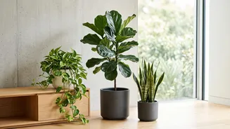 What NASA Research Actually Says About Houseplants: Key Facts And Context