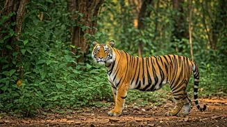 A Journey Through Indian Wildlife Sanctuaries