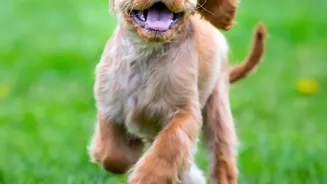 How Apartment Dog Parks Reduce Aggression Risks With Clear Off-Leash Protocols